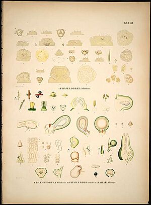 Archivo:Historia naturalis palmarum (Tab. Z. XXIII) BHL281664