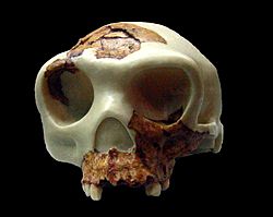 Archivo:Homo antecessor reconstruccion
