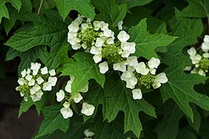 Archivo:Hydrangea quercifolia BhamBotGdn