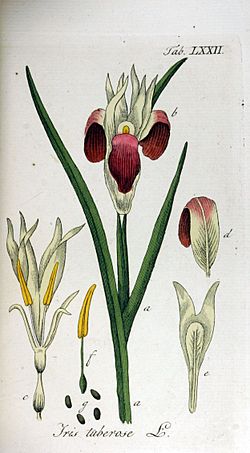 Iris tuberosa Ypey72.jpg
