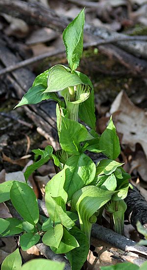 Archivo:Jack-in-the-pulpit