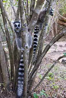 Archivo:Lemur catta 1