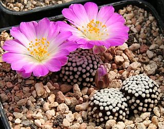 Mammillaria luethyi Flower.jpg