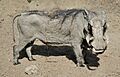 Muenster-100720-15883-Zoo
