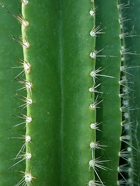 Neobuxbaumia euphorbioides 2020-02-08 7511