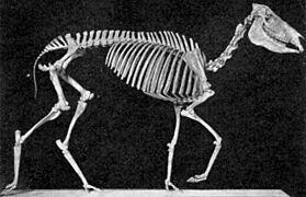 Neohipparion affine