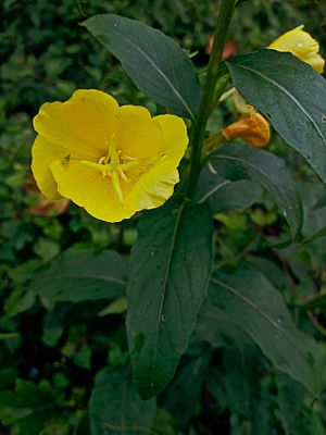 Archivo:Oenothera biennis - Common evening primrose