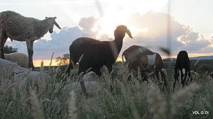 Archivo:Ovinos pastando ao por-do-sol num sítio em Araci-BA