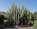 Pachycereus weberi (Jardín Botánico Canario Viera y Clavijo)