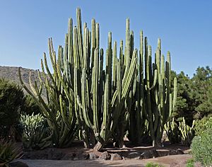 Archivo:Pachycereus weberi (Jardín Botánico Canario Viera y Clavijo)