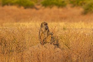 Archivo:Papión chacma (Papio ursinus), parque nacional de Chobe, Botsuana, 2018-07-28, DD 91