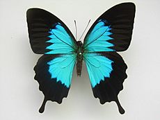 Papilio ulysses ambiguus Rothschild, 1895.JPG