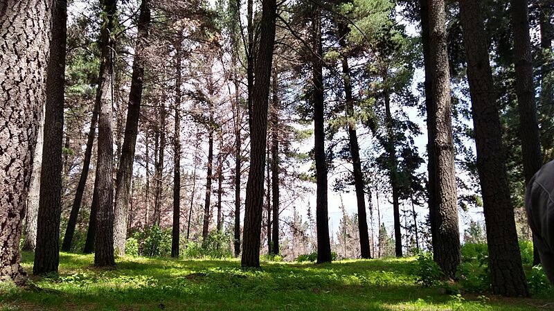 Parque Tunari CBBA. 02