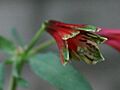 Parrot Lilly (Alstroemeria psittacina)-2