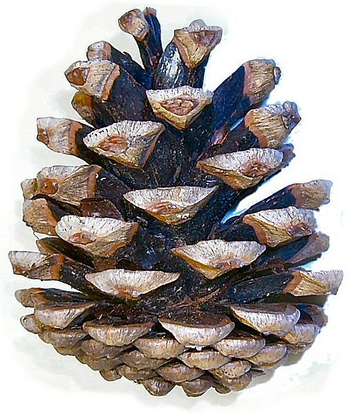 Pinus nigra cone