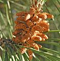 Pinus pinea conos