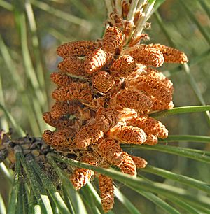 Archivo:Pinus pinea conos