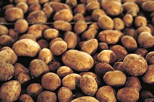 Archivo:Potatoes