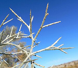 Archivo:Psorothamnus spinosus 2