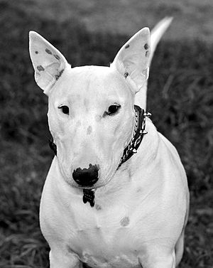 Archivo:Retrato de un Bull Terrier