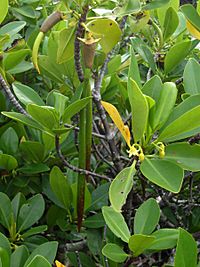 Archivo:Rhizophora mangle