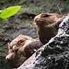 Roosting Oilbirds.jpg