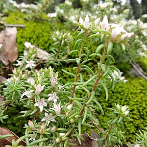 Archivo:Sedum goldmanii - Tetla