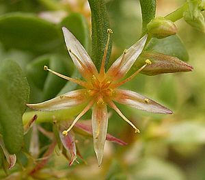Archivo:Sedum oxypetalum 04 ies
