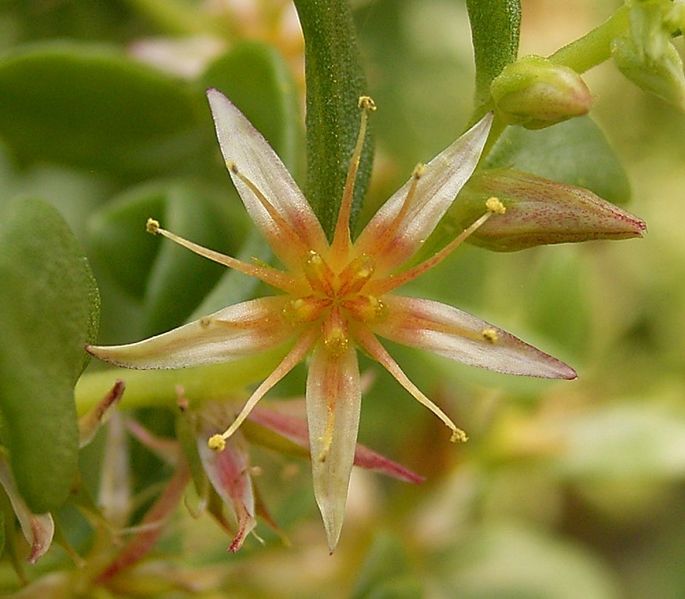 Sedum oxypetalum 04 ies