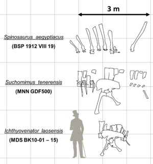 Archivo:Spinosauridae "Sails" Comparison by PaleoGeek
