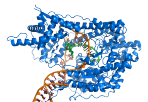 Archivo:T7 RNA polymerase at work