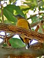 Thamnophilus nigrocinereus - Blackish-grey Antshrike (female); Anavilhanas islands, Novo Airão, Amazonas, Brazil