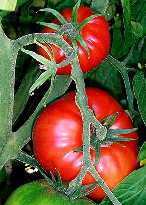 Archivo:Tomatoes-on-the-bush