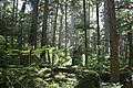 Tongass national forest juneau img 7501