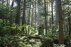 Tongass national forest juneau img 7501.jpg