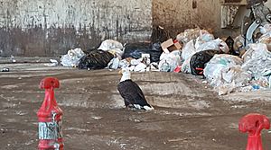 Archivo:Trash eagle