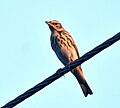 Tree Pipit (Anthus trivialis)at Sindhrot near Vadodara, Gujrat Pix 243