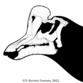 Velafrons skull