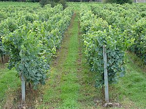 Archivo:Vinhas