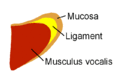 Vocal Fold Scheme