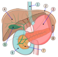 Abdomal organs