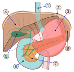 Abdomal organs