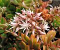 Aeonium decorum kz1