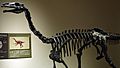 Alxasaurus