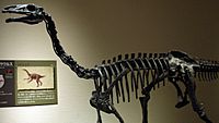 Archivo:Alxasaurus