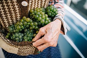 Archivo:An old woman holding grapes in her vest - 50413616466