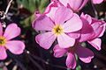 Androsace carnea2