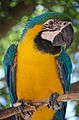 Ara ararauna -Blue-and-yellow Macaw in a tree
