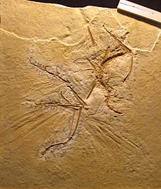 Archivo:Archaeopteryx lithographica (Cast of Maxberg Specimen)
