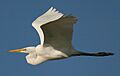 Ardea-alba-001